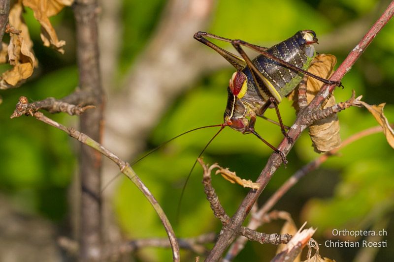 Barbitistes yersini ♂ - HR, Istrien, Trget, 05.06.2014