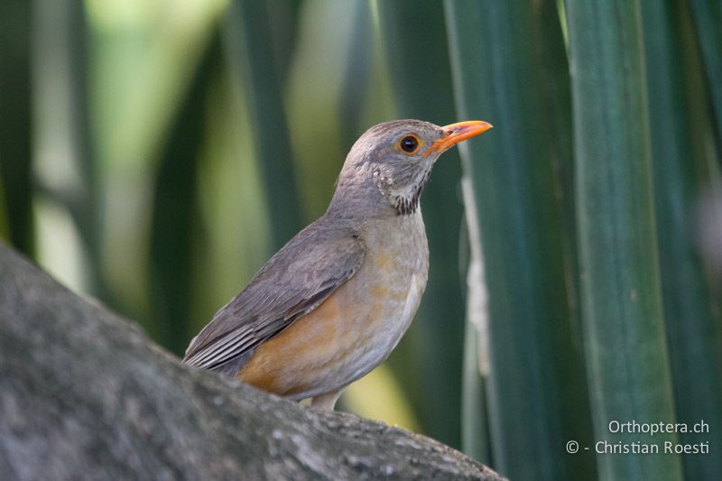 Kurrichane Thrush (Turdus libonyana) - SA, Limpopo, Krüger Park, Phalaborwa Gate, 05.01.2015