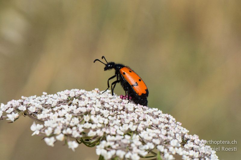 Vierpunktiger Ölkäfer (Mylabris quadripunctata) vor dem Abflug - FR, Crau, 08.07.2014