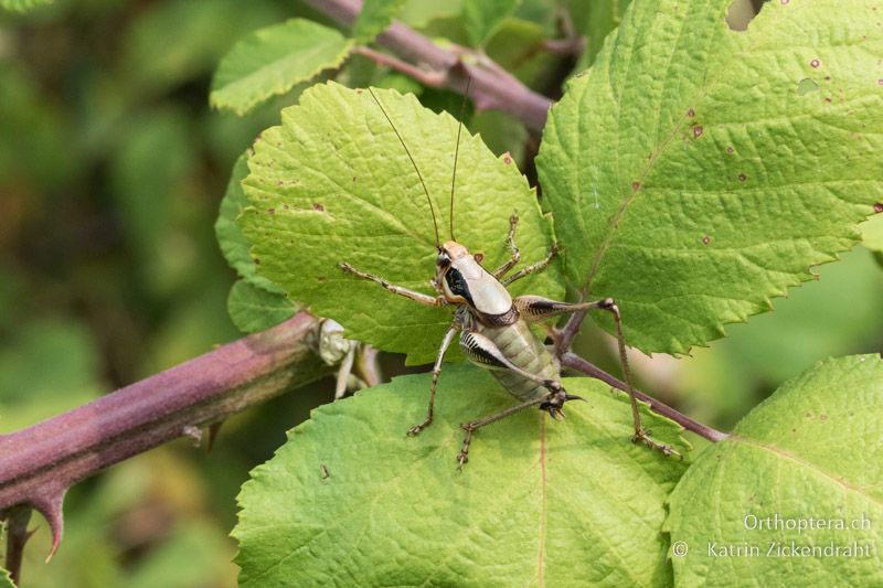 Eupholidoptera megastyla ♂ - GR, Zentralmakedonien, Alonia, 15.07.2017