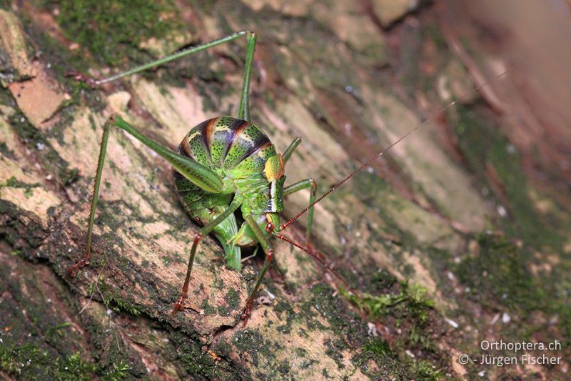 Barbitistes constrictus ♀ bei der Eiablage in die Rinde - DE, Bayern, Schönbrunn, 30.08.2017