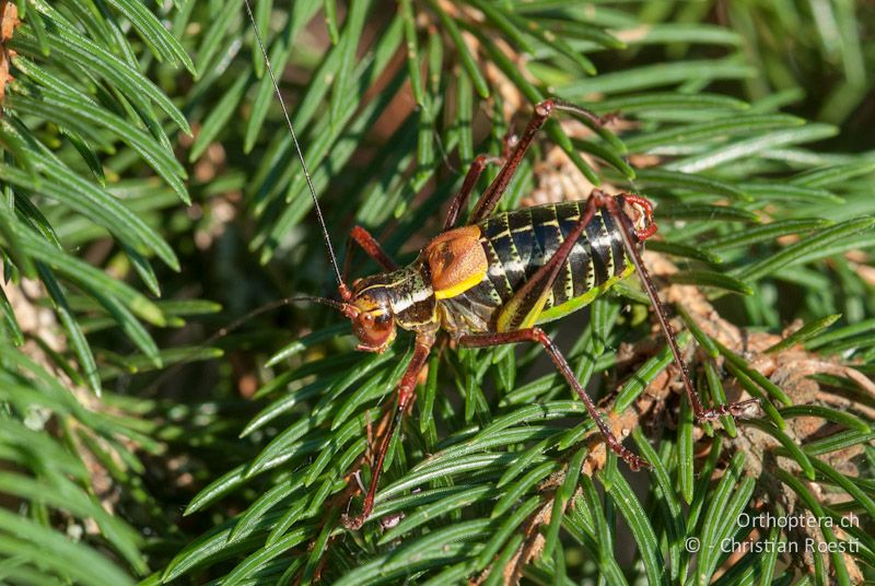 Barbitistes constrictus ♂ - DE, Bayern, Haselbrunn, 05.08.2008