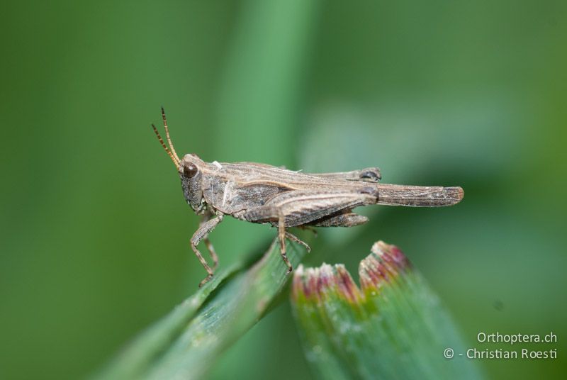 Tetrix subulata ♂ - CH, BE, Wasen, 13.05.2009