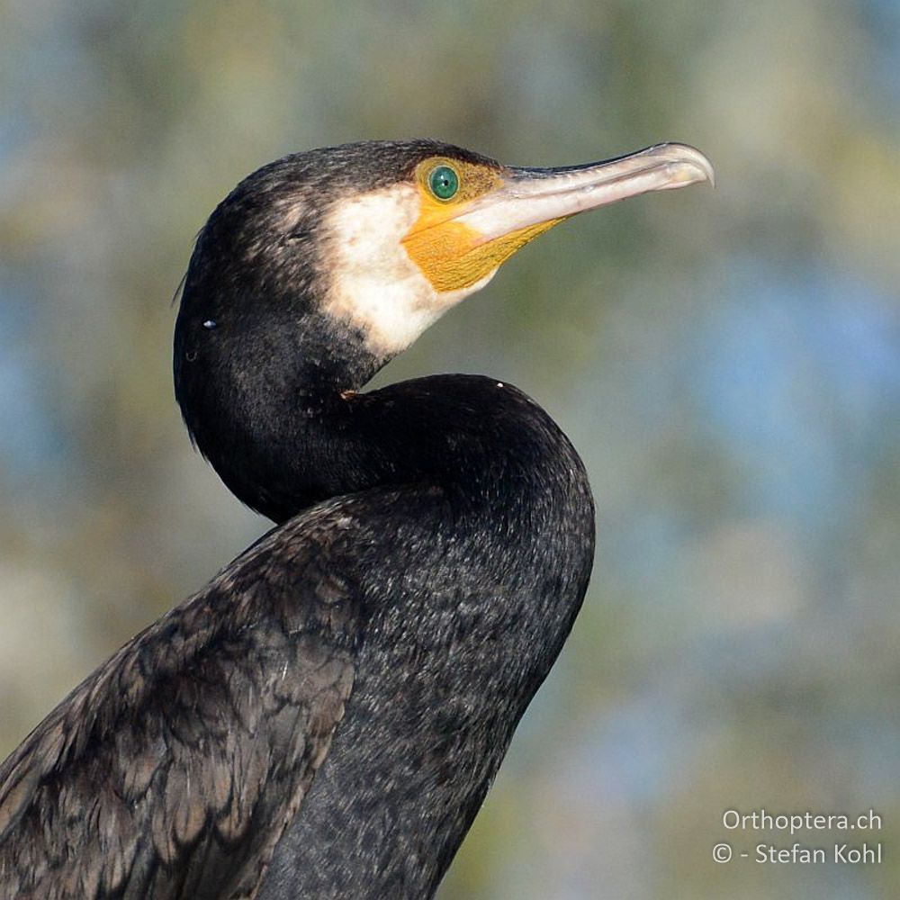 Kormoran (Phalacrocorax carbo) - GR, Zentralmakedonien, Kerkini-See, 08.07.2013