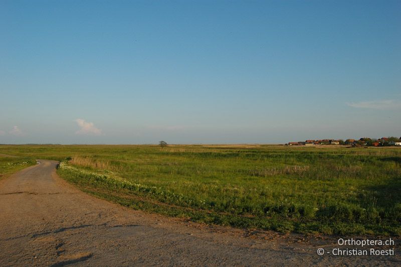 Steppe - HU, Hortobagyi Nationalpark, 06.05.2008