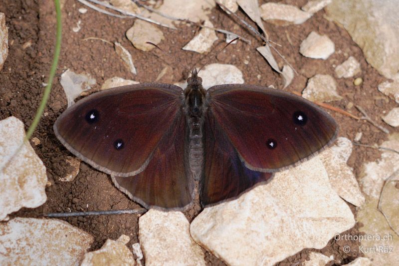 Weisskernauge (Satyrus ferula) - FR, Mont Ventoux, 04.07.2014