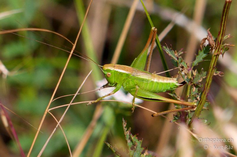 Zweifarbige Beissschrecke (Metrioptera bicolor) ♀ - FR, Mont Ventoux, 04.07.2014