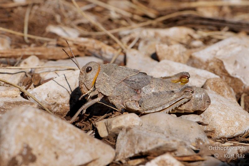 Gesägte Steinschrecke (Prionotropis hystrix azami) ♀ - FR, Col des Portes, 06.07.2014