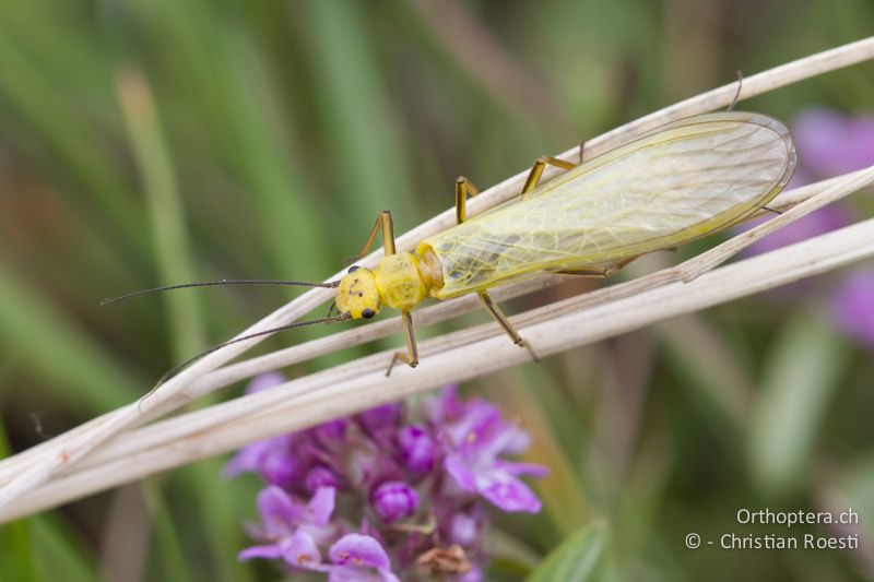 Steinfliege (Plecoptera) - GR, Westmakedonien, Kratero, 11.07.2013