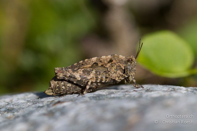 Tetrix tenuicornis ♀ - CH, BE, Stechelberg, 13.06.2013