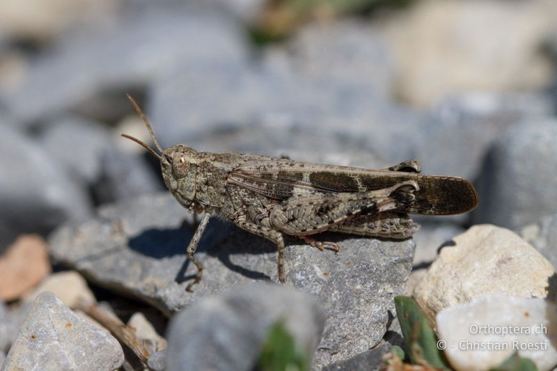 Aiolopus strepens ♂ - CH, TI, Castel-San-Pietro, 03.09.2013