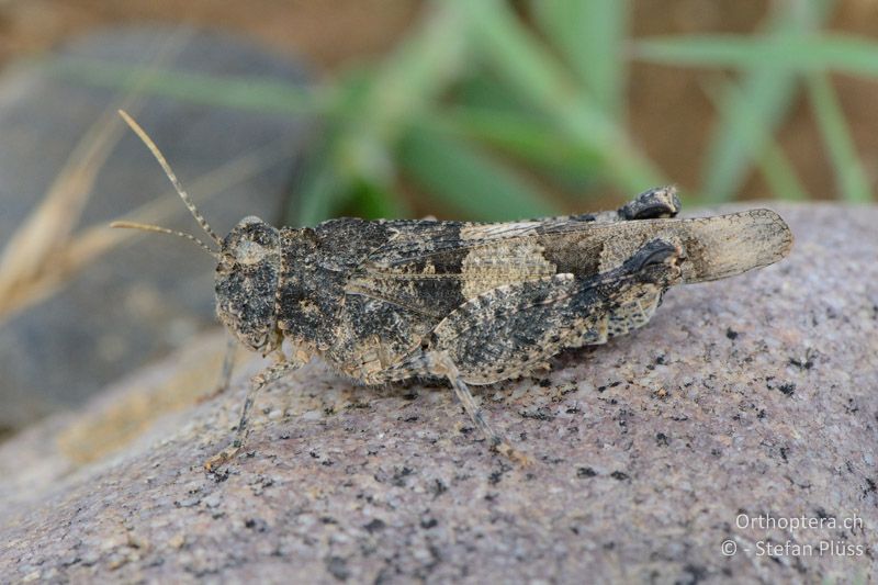 Oedipoda charpentieri ♂ - FR, Crau, 07.07.2014