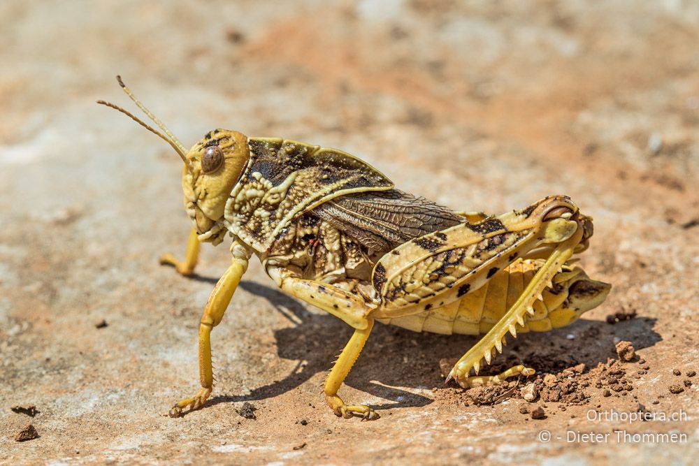 Prionotropis hystrix hystrix ♂ - HR, Istrien, Mala Učka, 21.07.2015