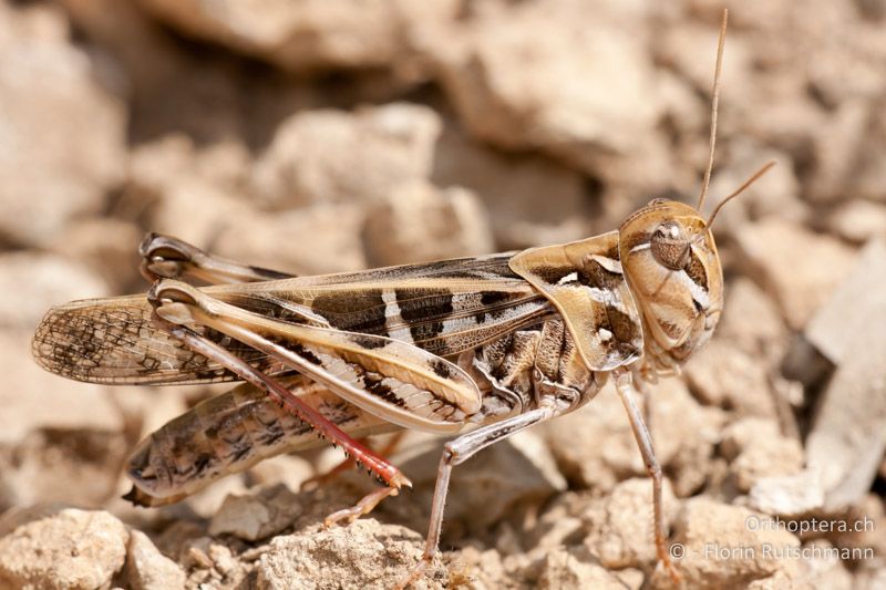 Oedaleus decorus ♀ - HR, Istrien, Brovinje, 20.07.2010