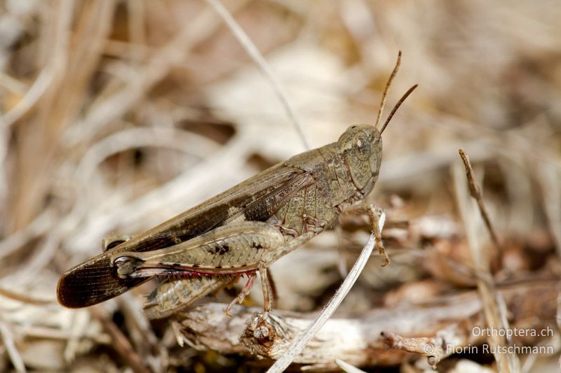 Aiolopus strepens ♂ - IT, Abruzzen, Gessopalena, 11.10.2011