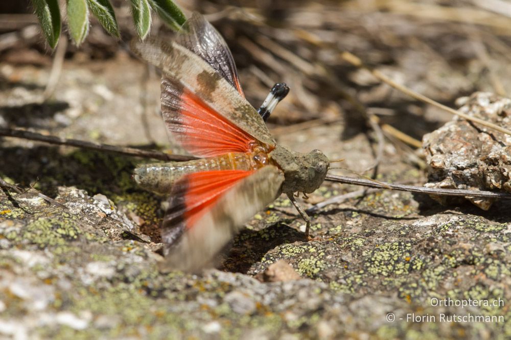 Rotflüglige Ödlandschrecke (Oedipoda germanica) - Mt. Varnous, 20.07.2012