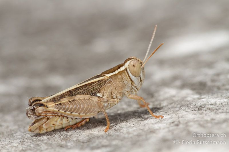 Calliptamus barbarus ♂ - GR, Ostmakedonien, Nea Karvali, 17.07.2013