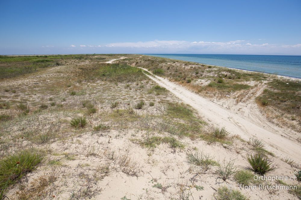 Die Sandpiste ist ein Massengrab für Syrische Schaufelkröten und Wechselkröten - GR, Zentralmakedonien, Methoni, 19.06.2015