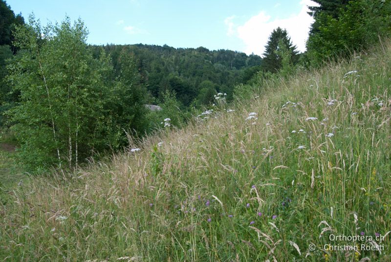 Krautige Magerwiese in Neuhaus an der Drau - AT, Kärnten, Neuhaus, 24.06.2010