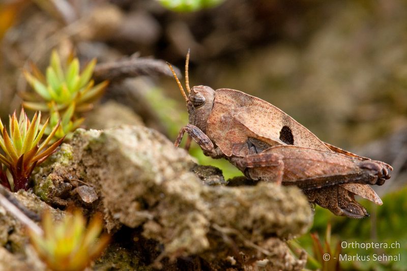 Tetrix kraussi ♀ - AT, Kärnten, Kleinalpl, 10.08.2012