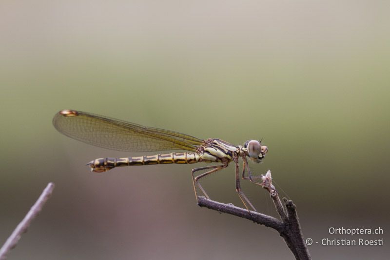 Platycypha caligata, Dancing Jewel ♀ - SA, Mpumalanga, Matibidi, Seitenbach vom Blyde River, 10.01.2015