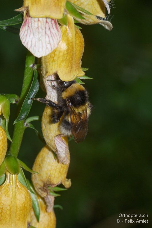 Bombus hortorum - HR, Istrien, Račja Vas, Dol, 24.07.2015