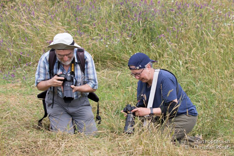 Stefan und Katrin fotografieren ein Östliches Heupferd (Tettigonia caudata) - HR, Istrien, Mutvoran, 20.06.2016