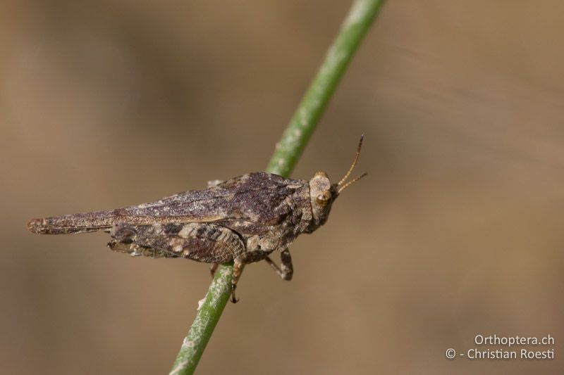 ♀ der Westlichen Dornschrecke (Tetrix ceperoi) - HR, Istrien, Cerovlje, 24.06.2016