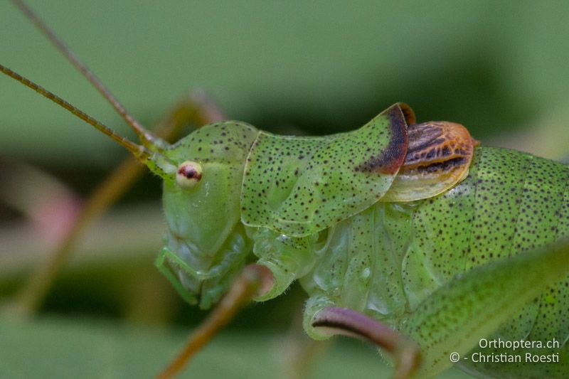 Poecilimon schmidti ♂ Vorderkörper - SLO, Osrednjeslovenska, Ljubljana, Flughafen, ex situ, 15.07.2016