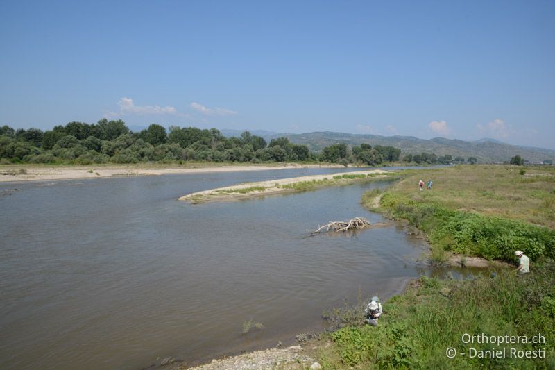 Lebensraum von Xya und von drei Blaupfeil-Arten - BG, Blagoewgrad, an der Struma bei Ribnik, 13.07.2018