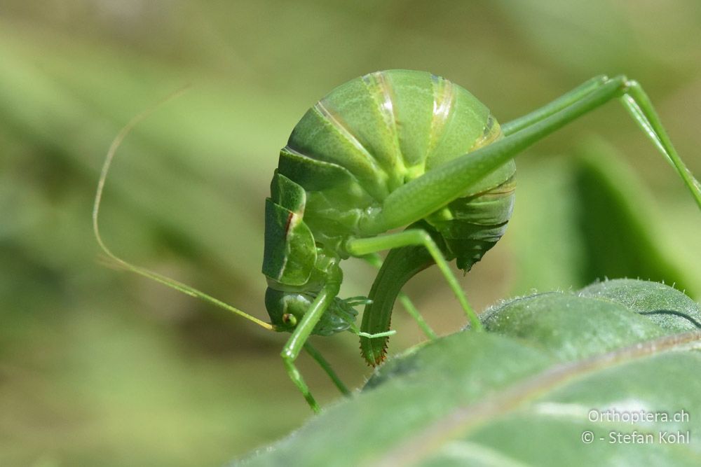 Grosse Plumpschrecke (Isophya modestior) ♀ - AT, Niederösterreich, Eichkogl bei Mödling, 07.07.2018