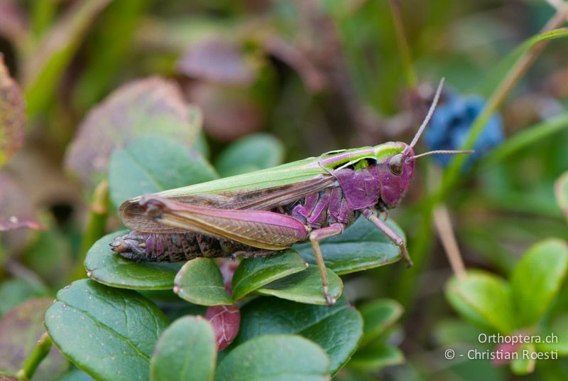 Omocestus viridulus ♀, seltene, violette Farbvariante - CH, SG, Gamserrugg, 05.09.2010