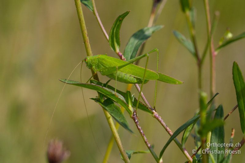 Phaneroptera falcata ♀ - CH, VD, Cudrefin, 22.08.2009