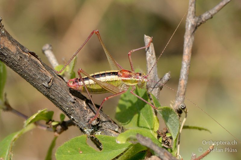 Poecilimon macedonicus ♂ - GR, Zentralmakedonien, Mt. Hortiatis, 04.07.2013