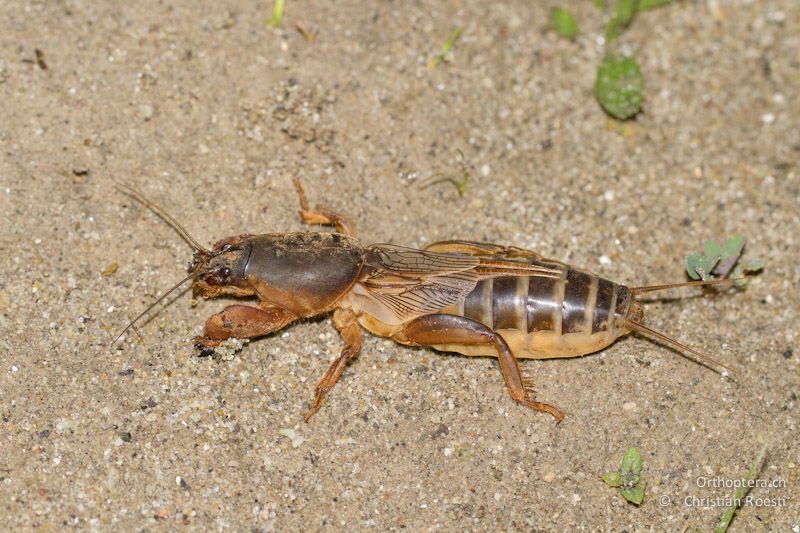 Weibchen der Maulwurfsgrillenart Gryllotalpa stepposa. Man beachte die kurzen Hinterflügel. Wie bei Gryllotalpa 17-chromosomica aus Südfrankreich verraten oft nur die Gänge an der Erdöberfläche das Vorhandensein dieser Maulwurfsgrille. Dolno Cherkovishte, 05.05.2012 (Thanks Dragan Chobanov for the help)