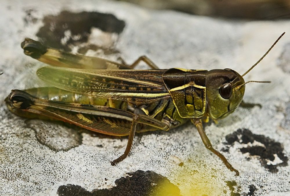 Kleine Höckerschrecke (Arcyptera microptera) ♀ - HR, Istrien, Bokordići, 19.06.2016