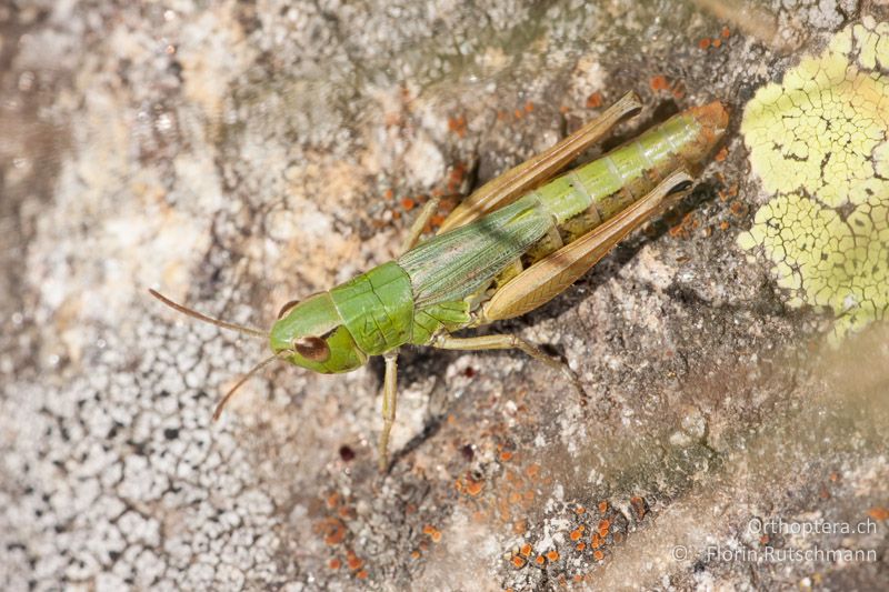 Pseudochorthippus parallelus ♀ - CH, TI, Mt. Tamaro, 29.08.2010