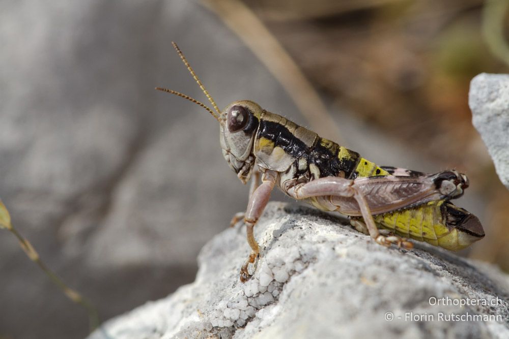 Peripodisma tymphii Männchen - Mt. Tomaros, 13.07.2011