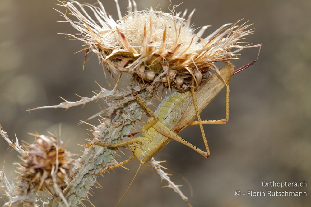 Östliches Heupferd (Tettigonia caudata) - Elassona, 16.07.2011