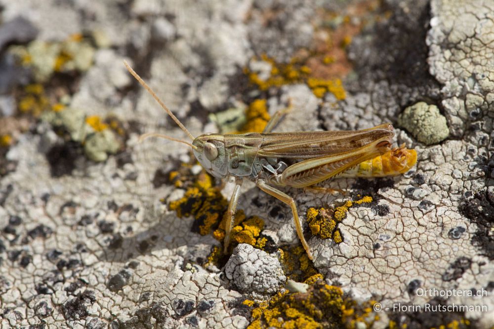 Schwarzfleckiger Grashüpfer (Stenobothrus nigromaculatus) - Mt. Varnous, 20.07.2012