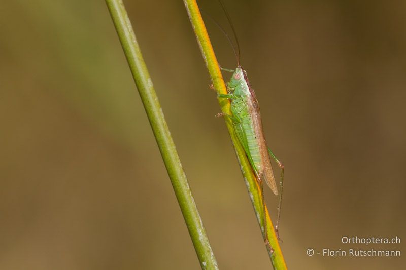 Conocephalus fuscus ♂ - GR, Ostmakedonien, Lagos, 19.07.2013