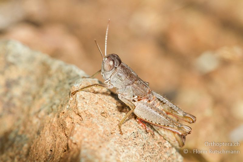 Paracaloptenus caloptenoides ♂ - GR, Ostmakedonien, Rhodopen, 13.07.2013