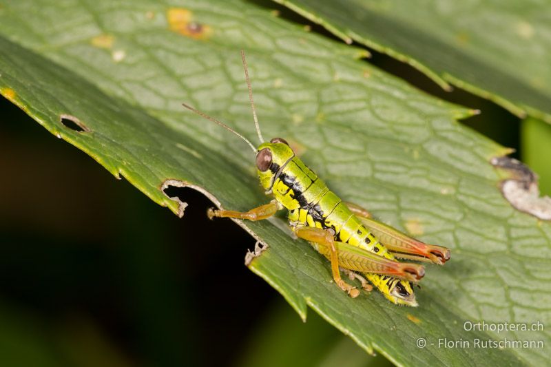 Micropodisma salamandra ♂ - HR, Istrien, Brest, 25.07.2014