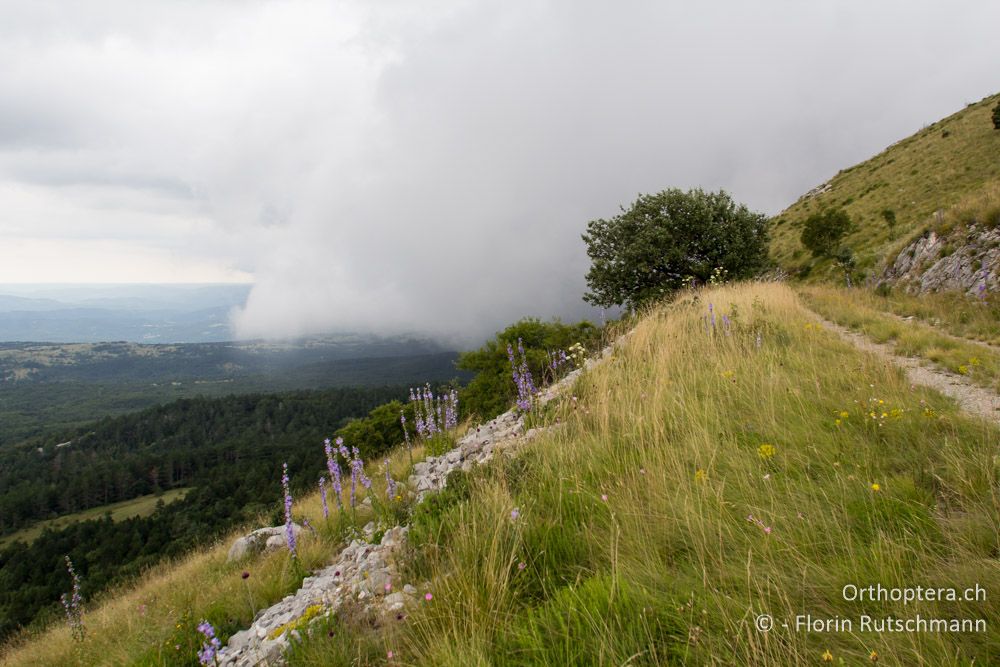 Die nächste Front walzt über die Landschaft - HR, Istrien, Brest, 26.07.2014