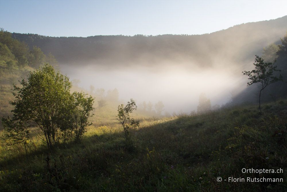 Nebel nach einer kühlen Nacht - HR, Istrien, Učka-Gebirge, 02.08.2014