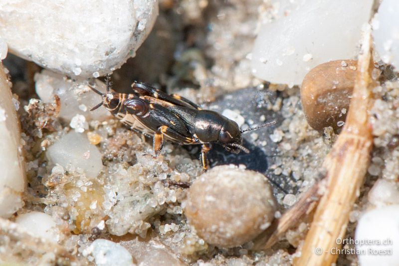 Xya pfaendleri ♀ - AT, Burgenland, Apetlon, Rosaliakapelle, 30.06.2010