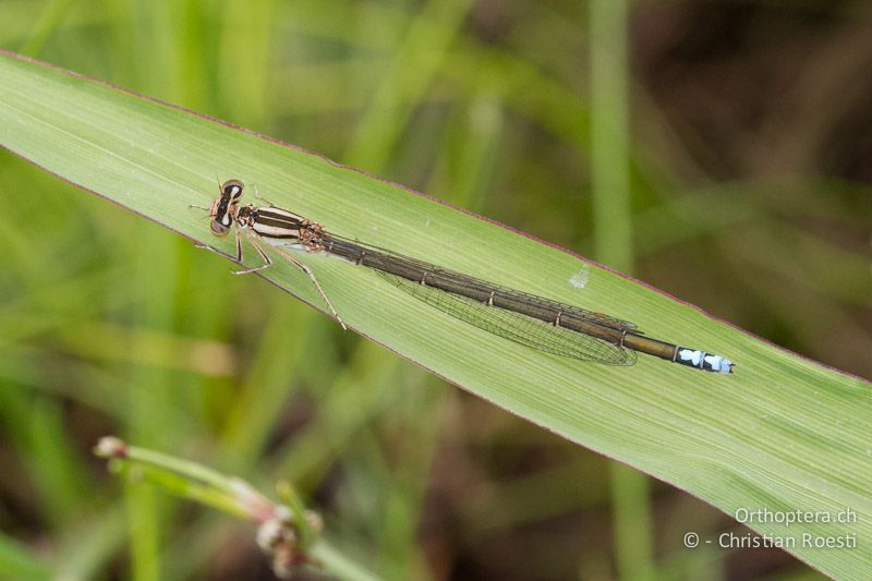 Pseudagrion spernatum, Natal Sprite ♀ - SA, Mpumalanga, Dullstroom, Field & Stream Lodge, 12.01.2015