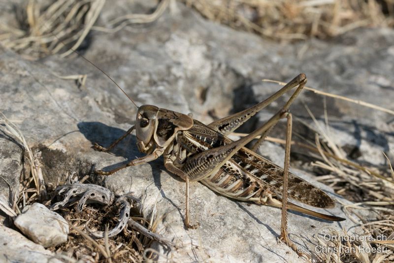 Decticus albifrons ♀ - HR, Istrien, Premantura, 22.07.2015