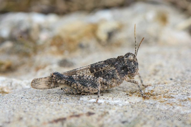 Oedipoda charpentieri ♀ - FR, Crau, 07.07.2014