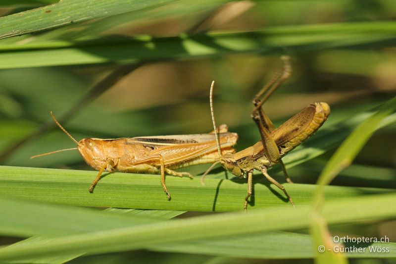 Paar mit balzendem ♂ rechts - AT, Burgenland, Hansag, 12.08.2013